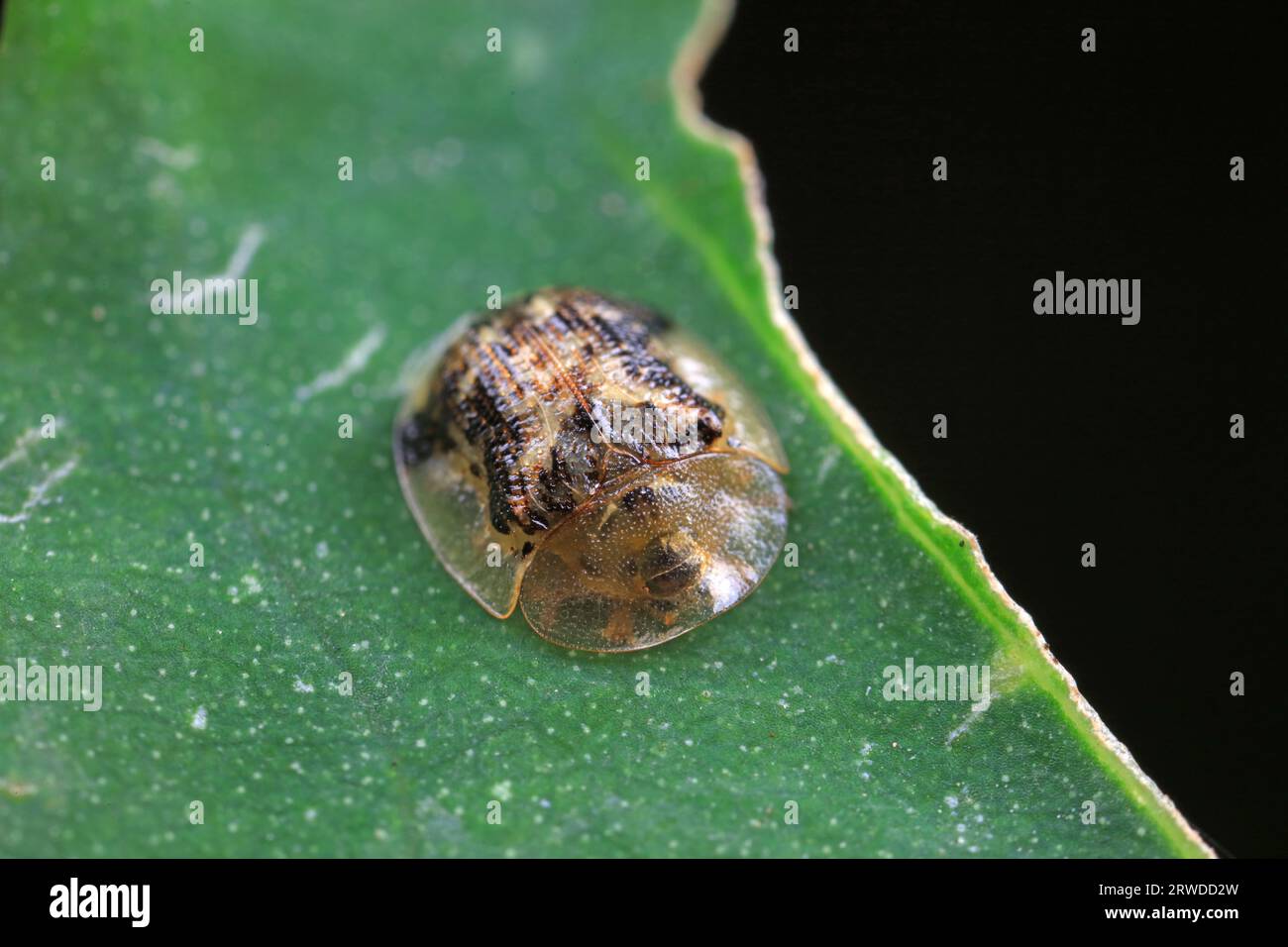 Hispidae family insect crawl on plants, North China Stock Photo - Alamy