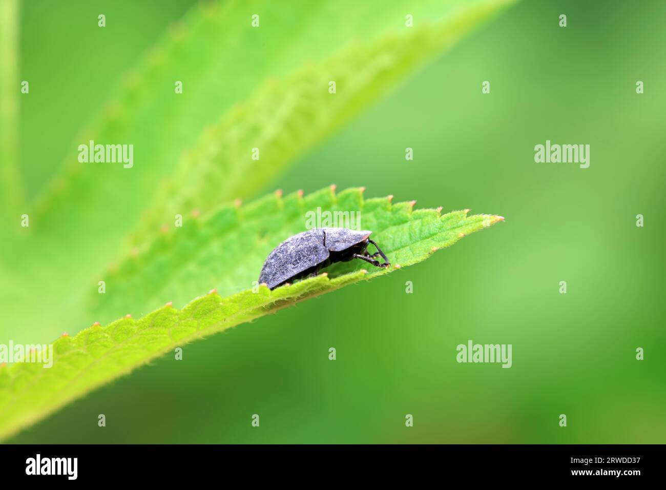 Hispidae family insect crawl on plants, North China Stock Photo - Alamy