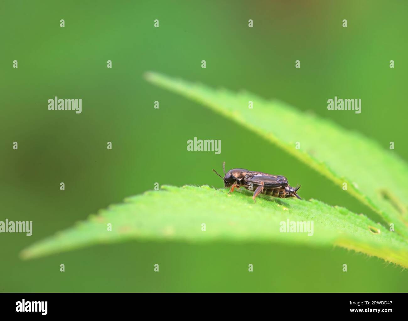 pygmy sand cricket in the wild, North China Stock Photo - Alamy