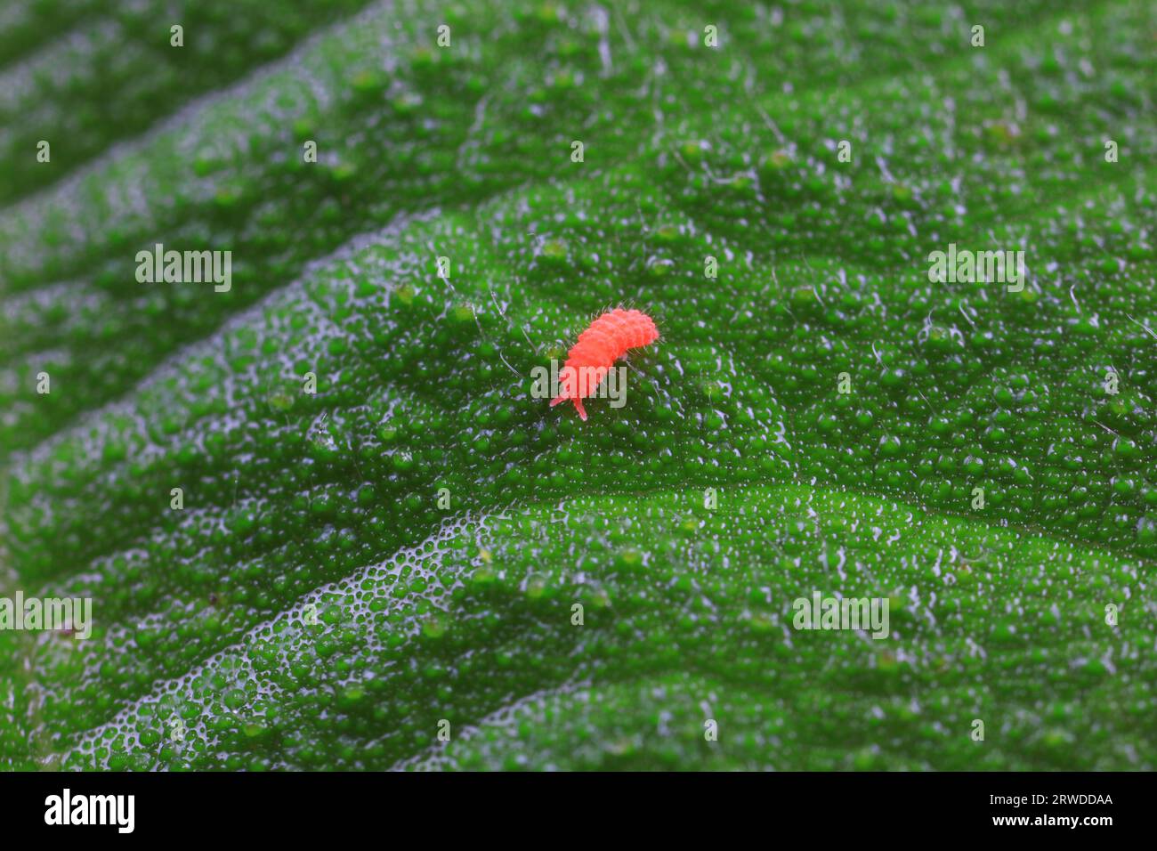 Collembola verrucosa, a very tiny insect, North China Stock Photo