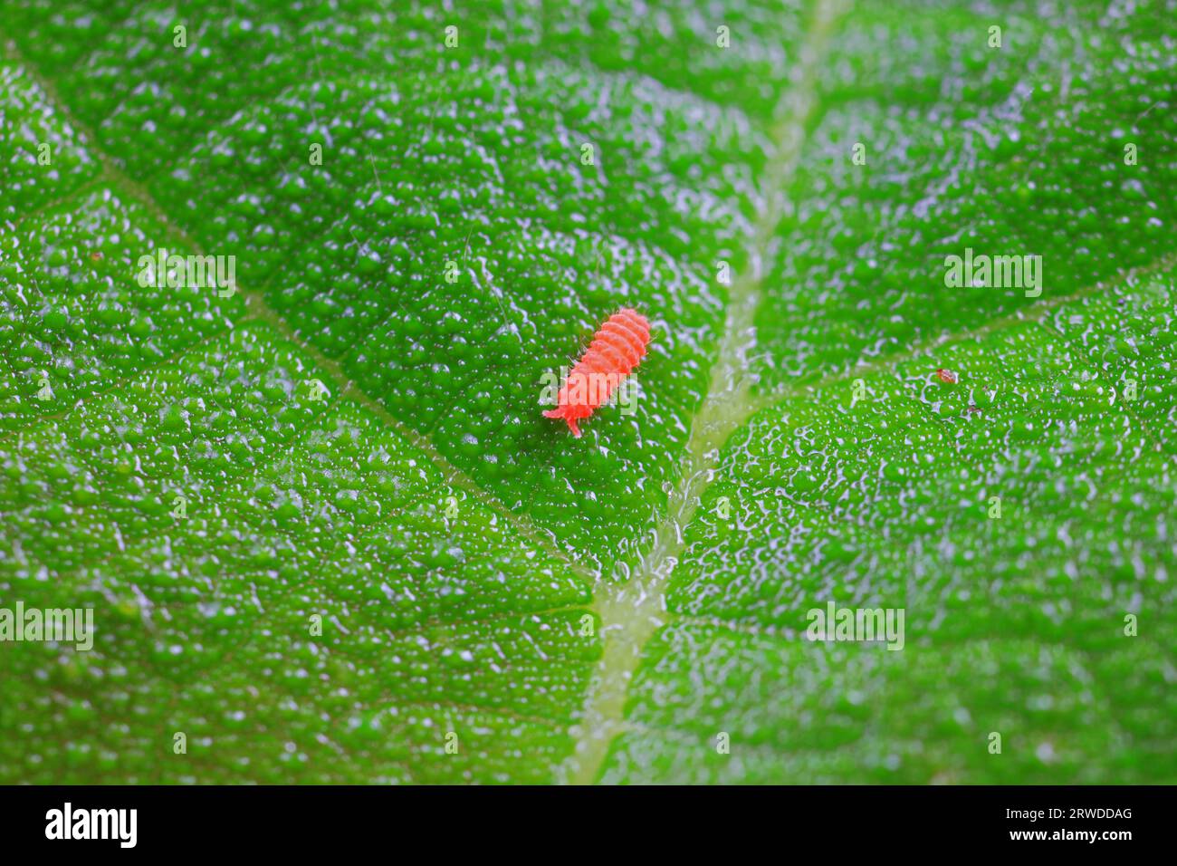 Collembola verrucosa, a very tiny insect, North China Stock Photo