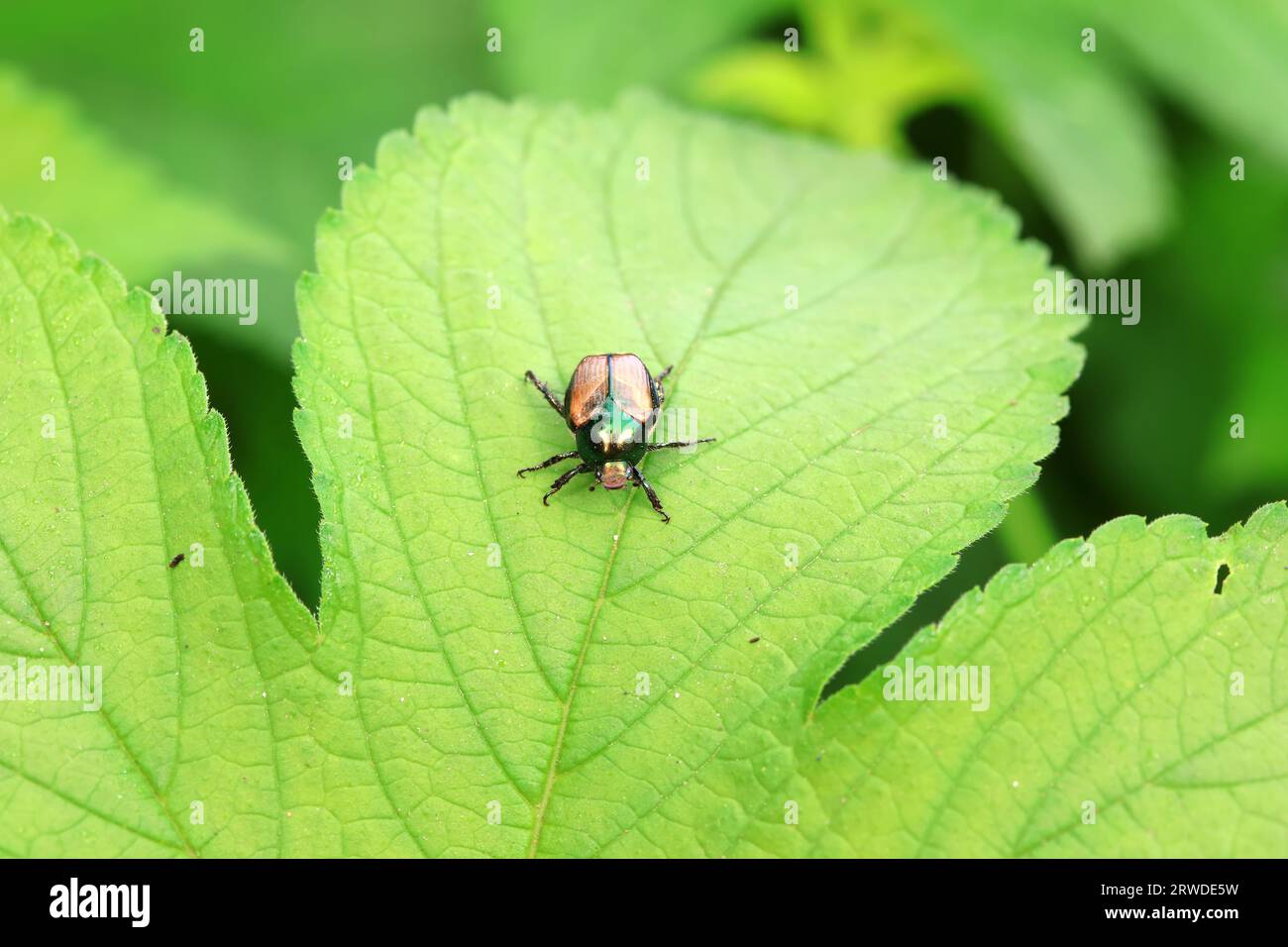 Coleoptera Chrysomelidae insects, North China Stock Photo - Alamy