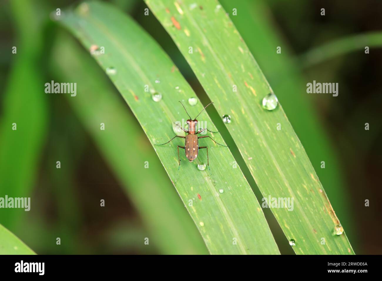 Coleoptera Cicindelidae insect in the wild, North China Stock Photo - Alamy