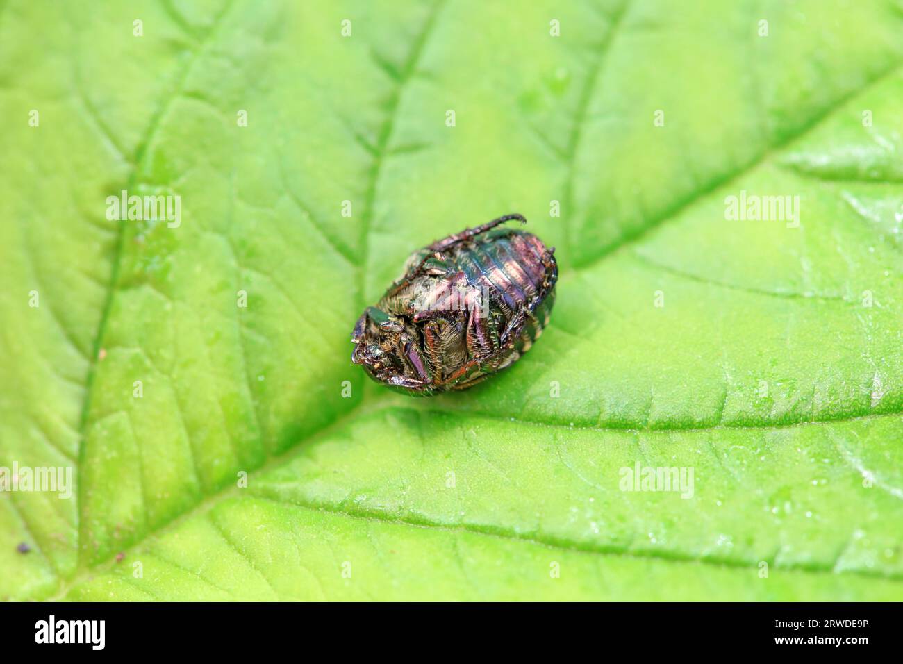 Coleoptera Chrysomelidae insects, North China Stock Photo - Alamy