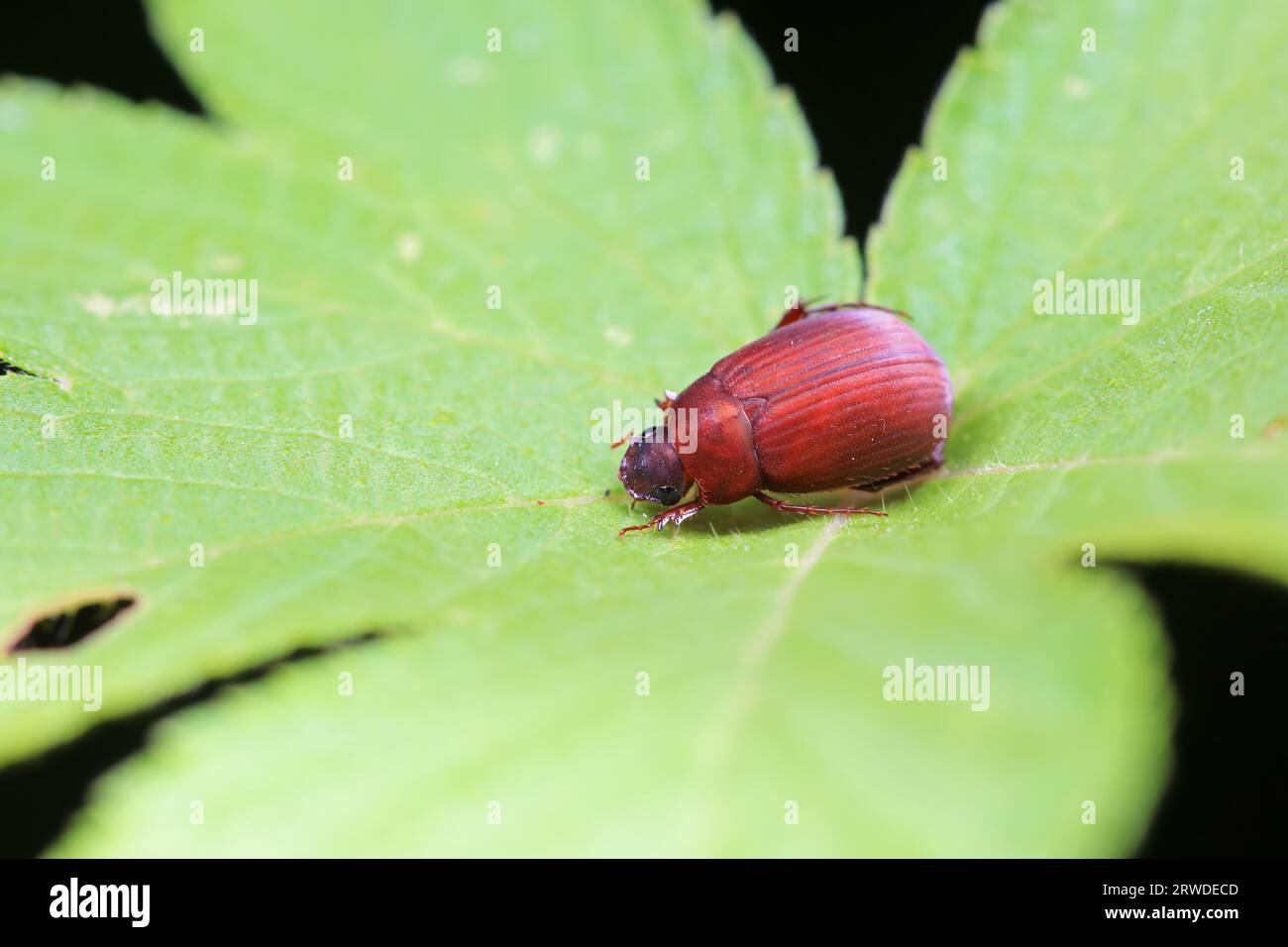 Coleoptera Chrysomelidae insects, North China Stock Photo - Alamy