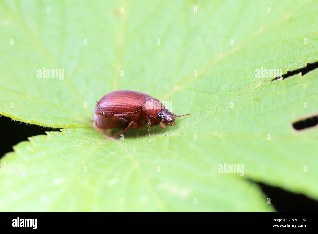 Coleoptera Chrysomelidae insects, North China Stock Photo - Alamy