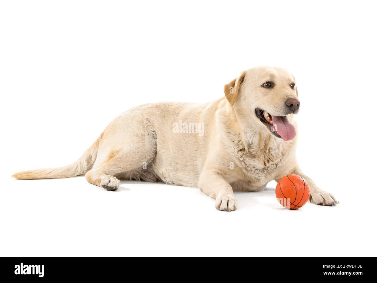 Cute Labrador dog with ball toy lying on white background Stock Photo ...