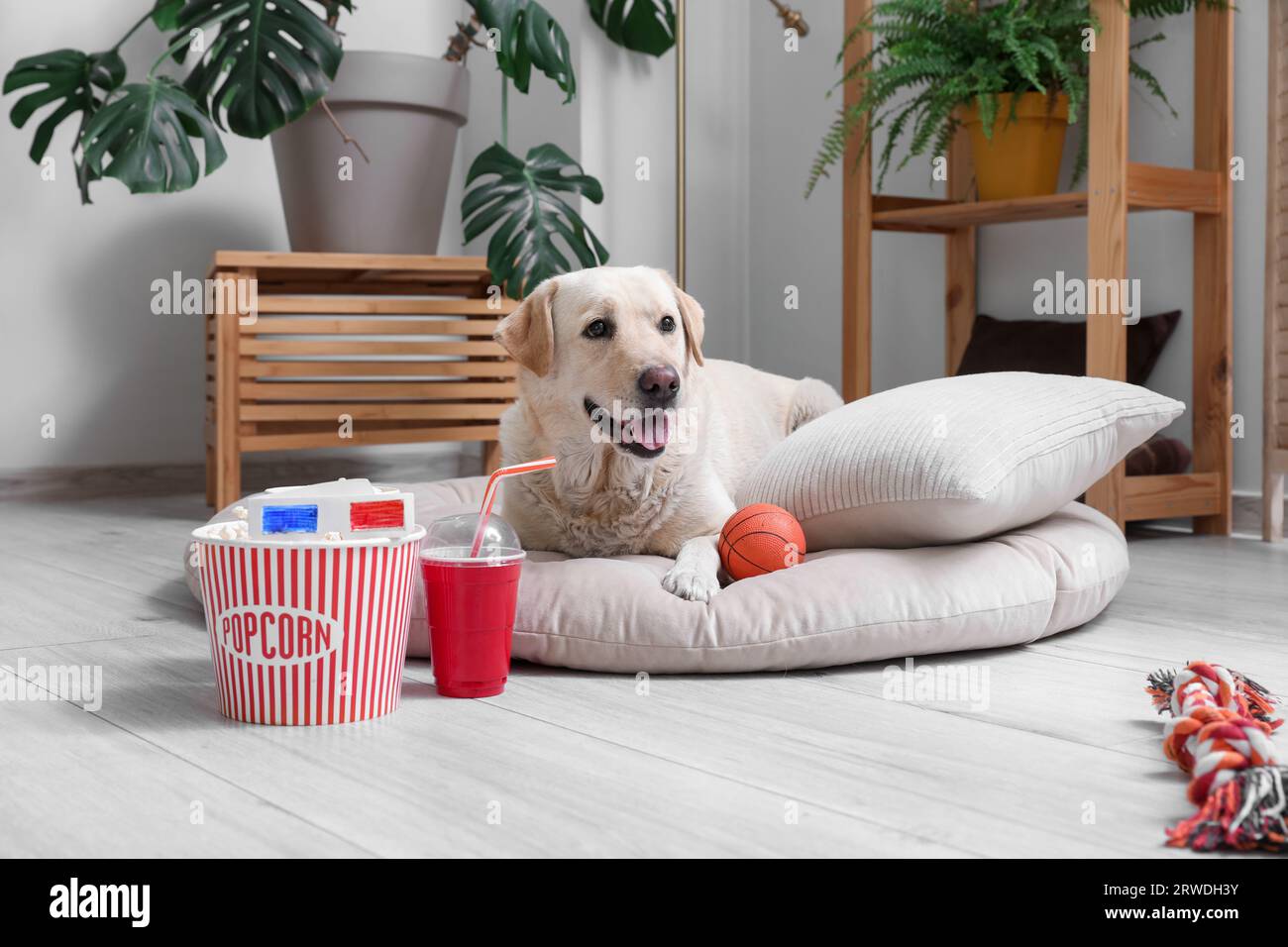 Cute Labrador dog with popcorn bucket, cup of soda and 3D cinema glasses lying on pet bed in living room Stock Photo