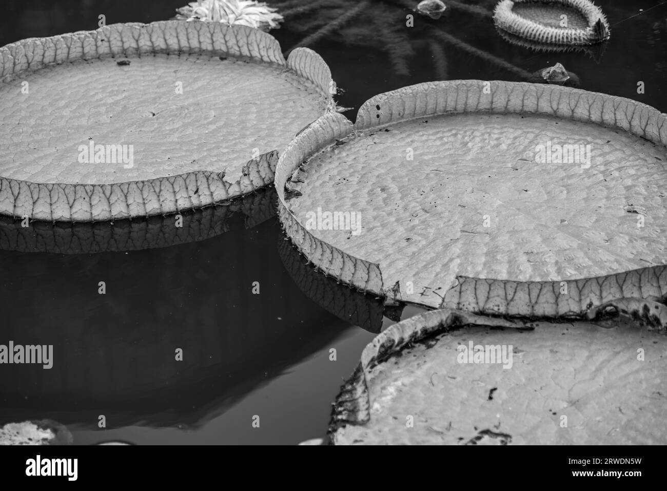 Large Lily Pads in Black and White Stock Photo Alamy
