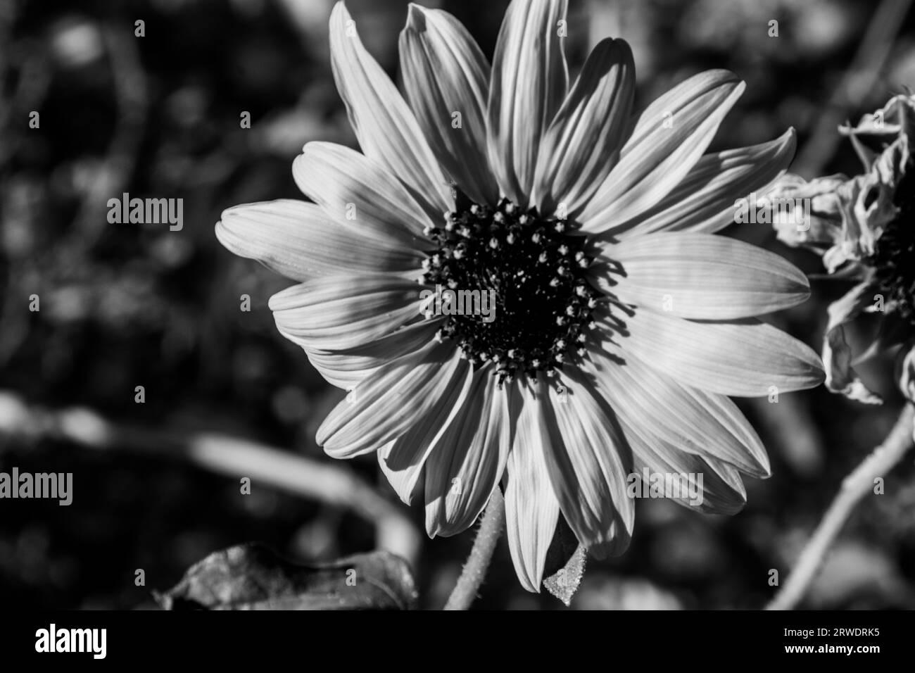 Closeup on a dwarf sunflower in bloom, with a black and white filter. Stock Photo