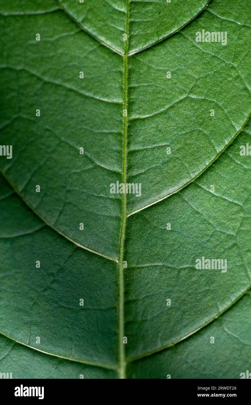 Leaves of Atropa belladonna, commonly known as belladonna or deadly nightshade. Stock Photo