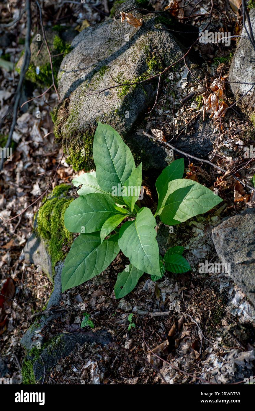 Leaves of Atropa belladonna, commonly known as belladonna or deadly nightshade. Stock Photo