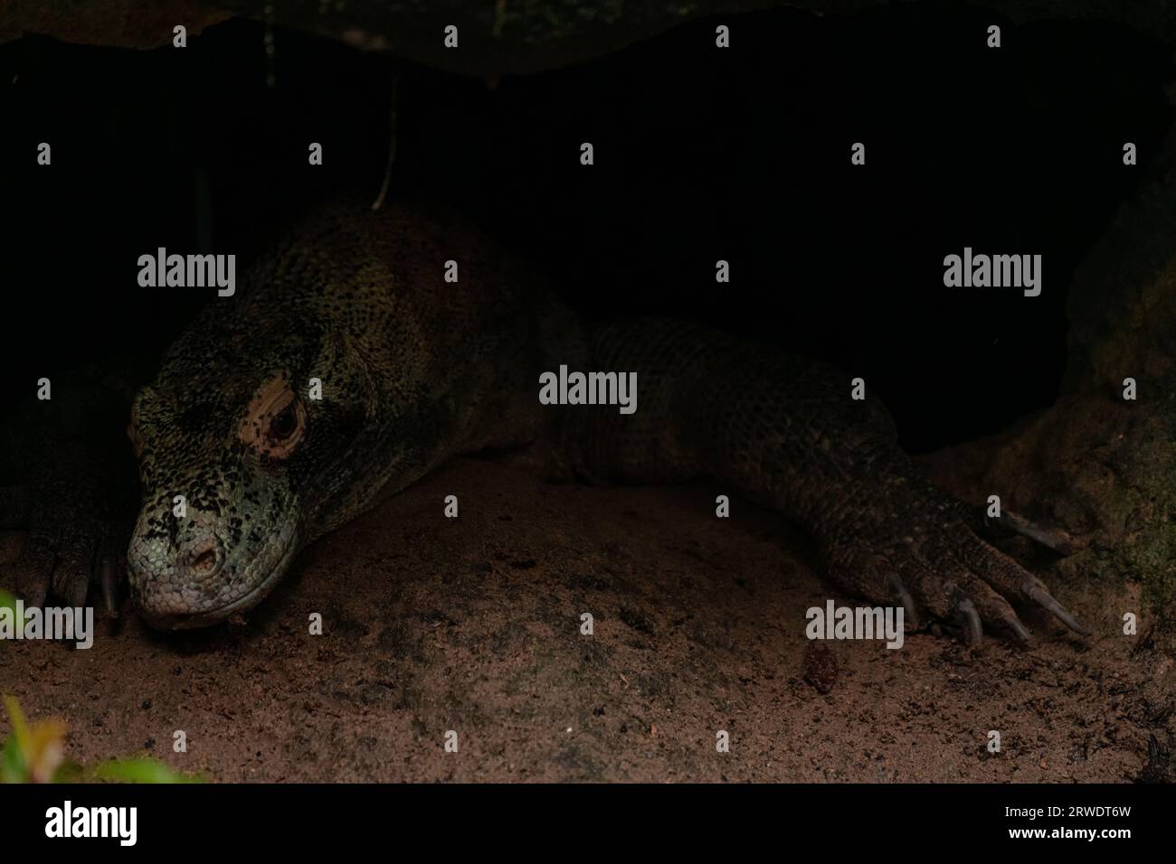 Komodo Dragon (Varanus komodoensis) hiding under the rock, Komodo ...