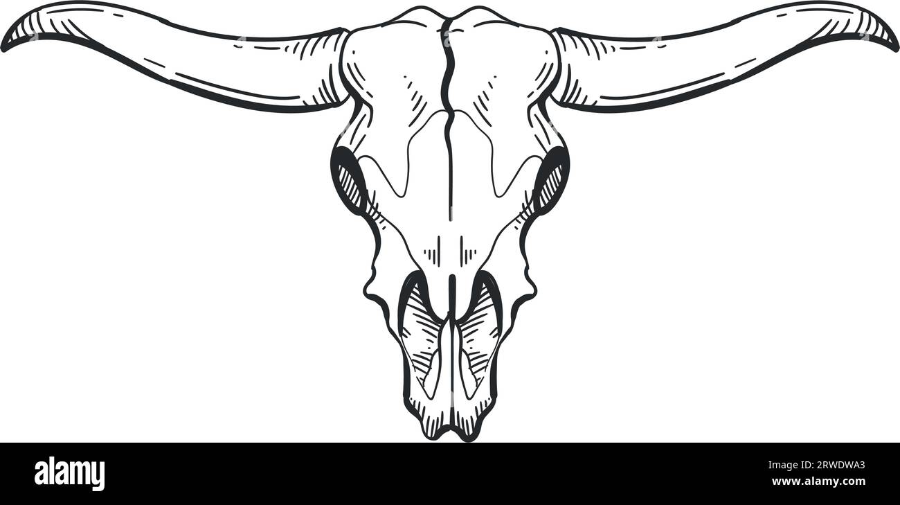 bull skull isolated icon vector Stock Vector Image & Art Alamy