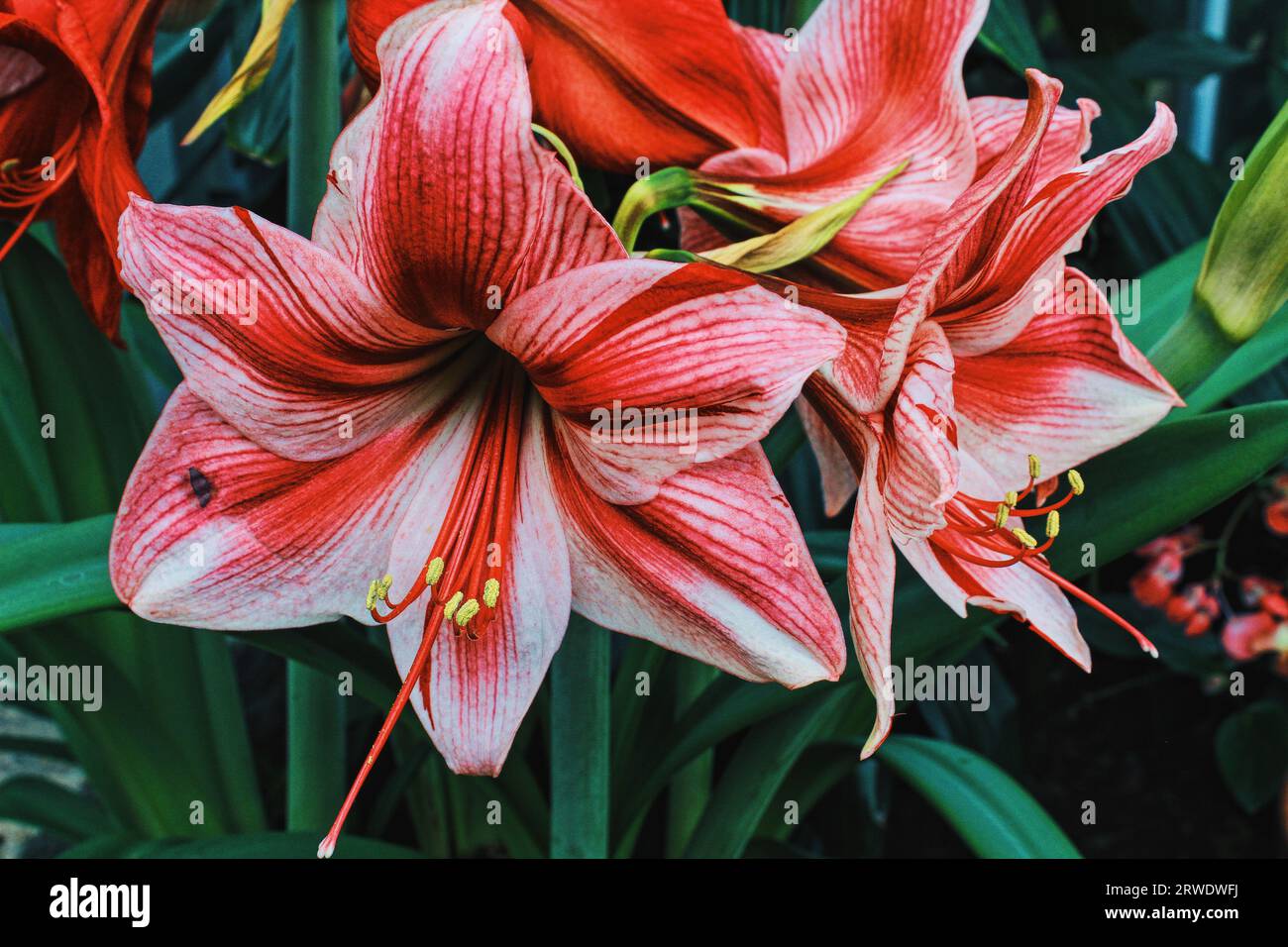Macro Amaryllis Flowers Stock Photo