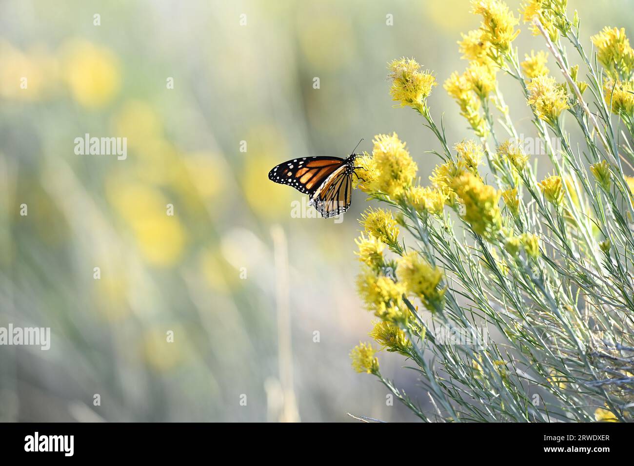 Monarch Butterfly Enjoying Nectar from Wildflower Stock Photo