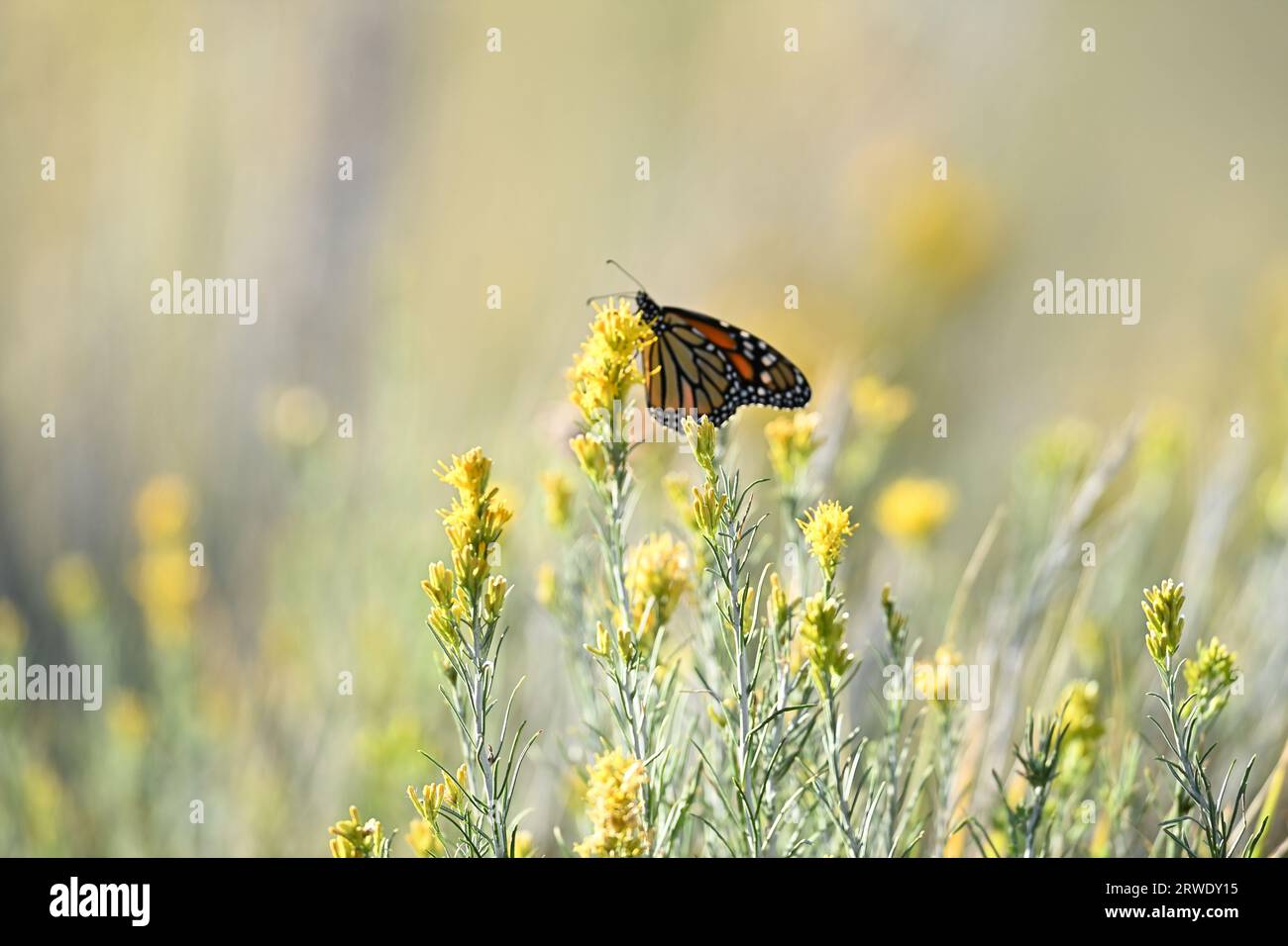 Monarch Butterfly Enjoying Nectar from Wildflower Stock Photo - Alamy