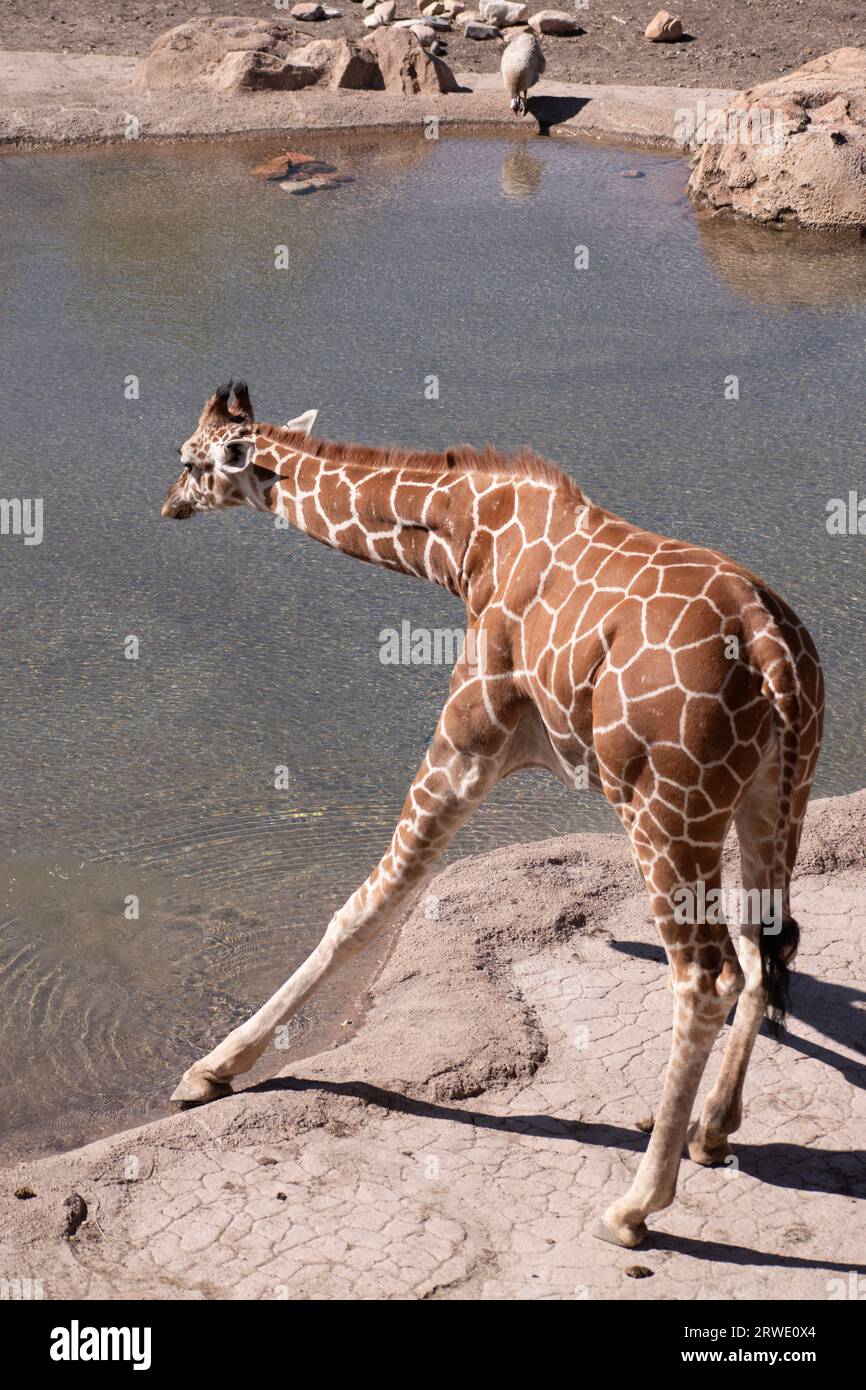A Giraffe spread out its legs to drink water at the Utah Zoo. Stock Photo