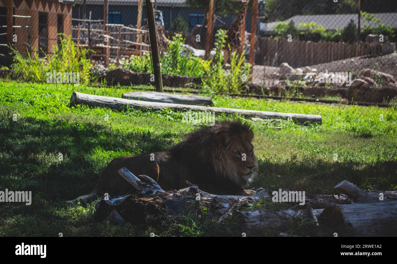 Male Lion laying down on the grass in Utah Zoo enclosure Stock Photo ...