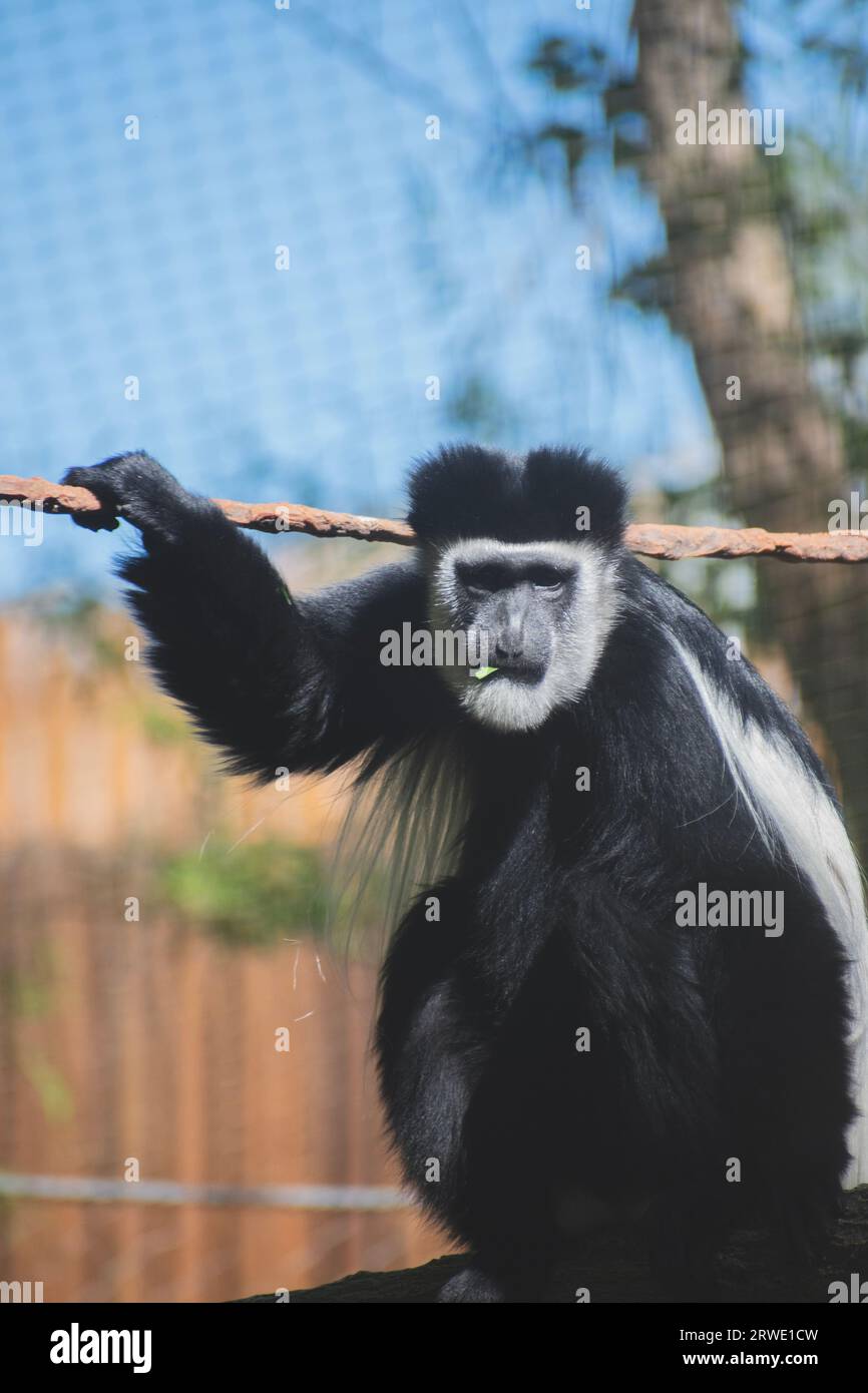 An old world Colobus Monkey, with black and white fur, at the Utah Zoo enclosure. Stock Photo