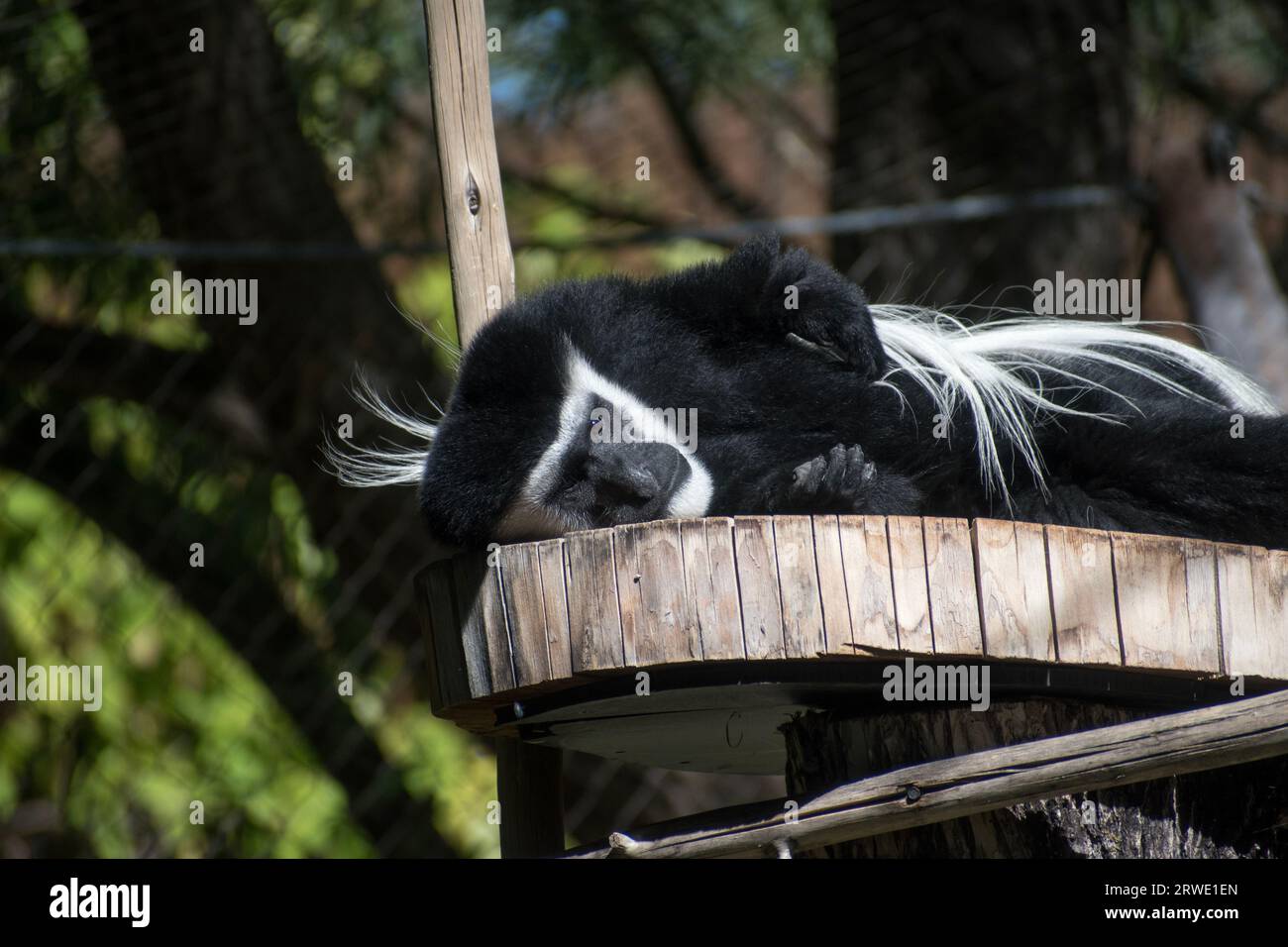 An old world Colobus Monkey, with black and white fur, at the Utah Zoo enclosure. Stock Photo