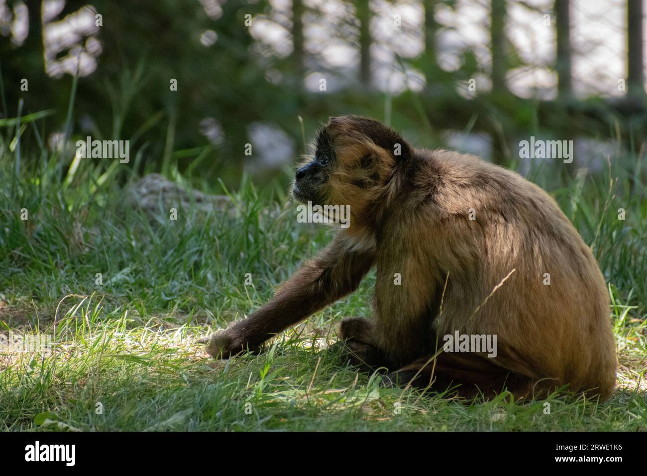 A young Spider Monkey with light brown fur sitting on the grassy field. Stock Photo