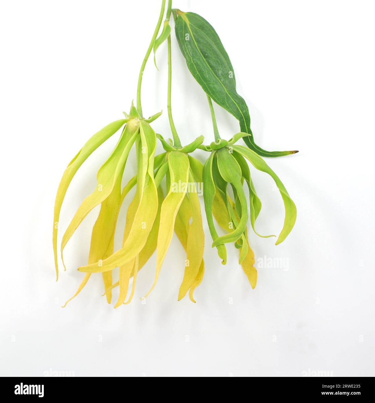 ylang ylang flower isolated on white background Stock Photo Alamy