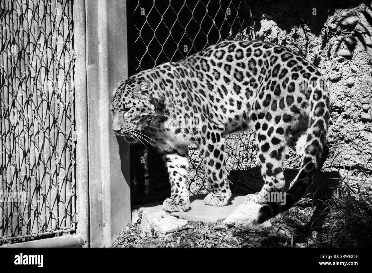 Black leopard hunter hi-res stock photography and images - Alamy