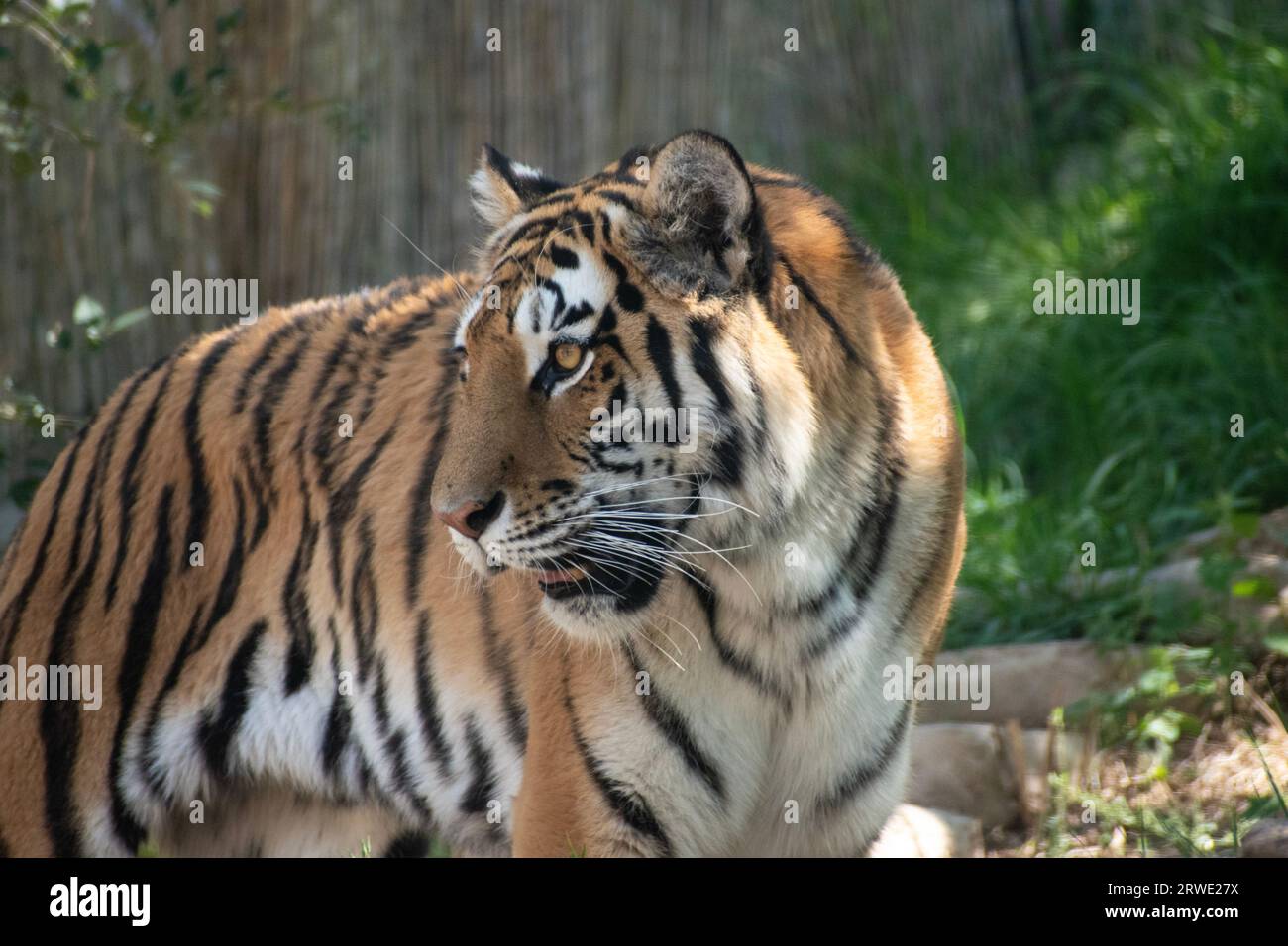 A tiger in the Utah Zoo Enclosure, with sun beams lighting up its striped fur coat. Stock Photo