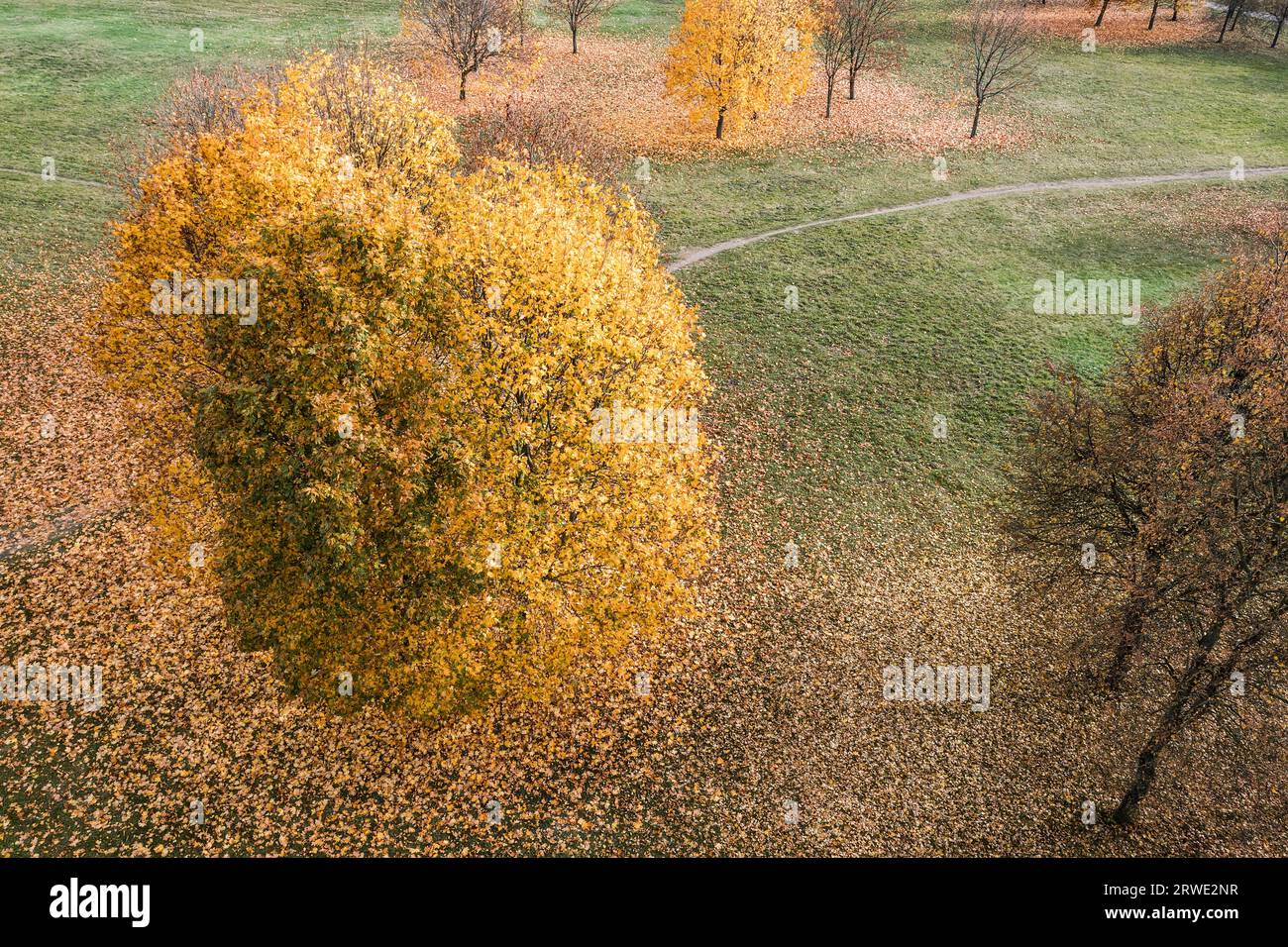 autumn park landscape with vibrant yellow tree and fallen leaves on ground. Stock Photo
