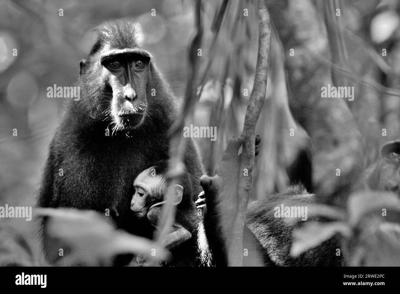 A crested macaque (Macaca nigra) takes care of an offspring in Tangkoko Nature Reserve, North Sulawesi, Indonesia. A recent report by a team of scientists led by Marine Joly revealed that the temperature is increasing in Tangkoko forest, and the overall fruit abundance decreased. 'Between 2012 and 2020, temperatures increased by up to 0.2 degree Celsius per year in the forest, and the overall fruit abundance decreased by 1 percent per year,” they wrote on International Journal of Primatology. 'In a warmer future, they would have to adjust, resting and staying in the shade during the ... Stock Photo