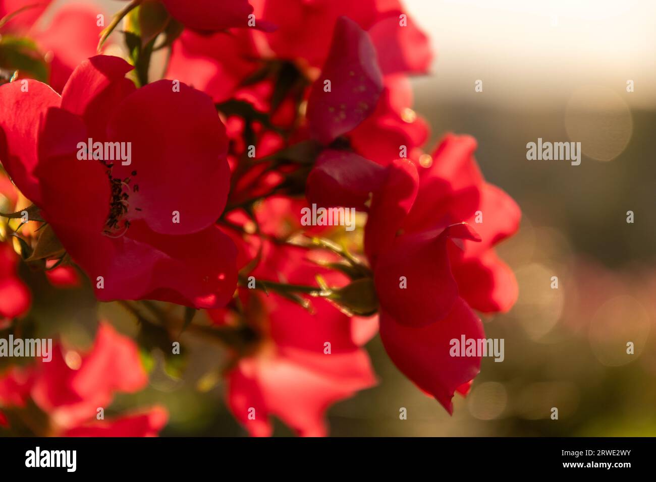 Red flower, blossom in the warm evening light. Close up. Stock Photo