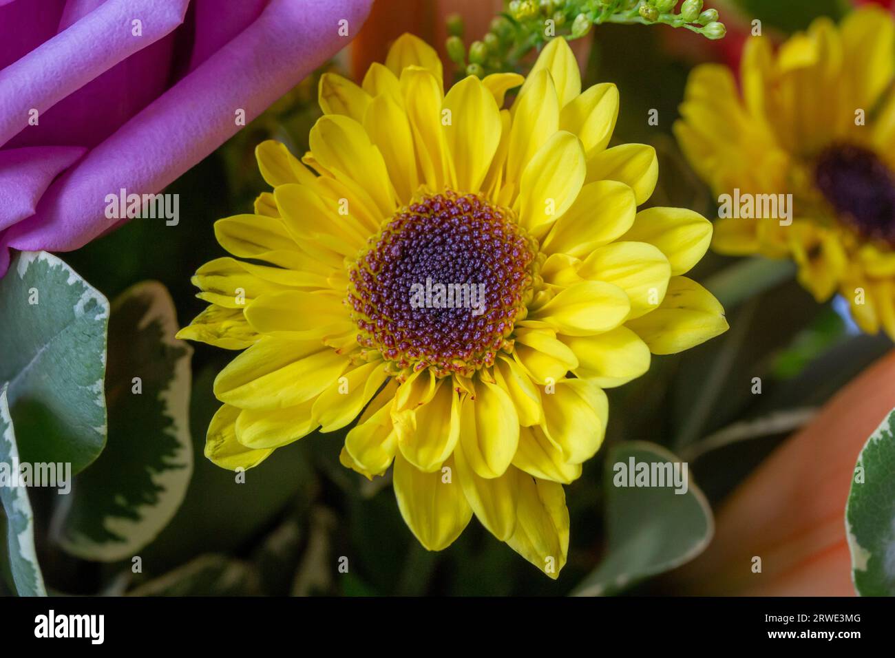 Macro texture background of fresh bright flowers in an indoor florist arrangement, featuring a yellow chrysanthemum Stock Photo
