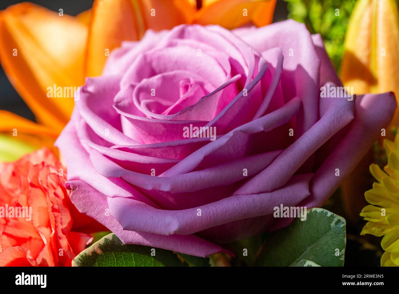 Macro texture background of fresh bright flowers in an indoor florist arrangement, featuring a lavender rose Stock Photo