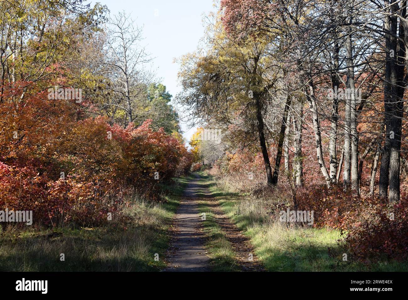 September Path Forest path going deep into the forest. In perspective. Autumn forest ...