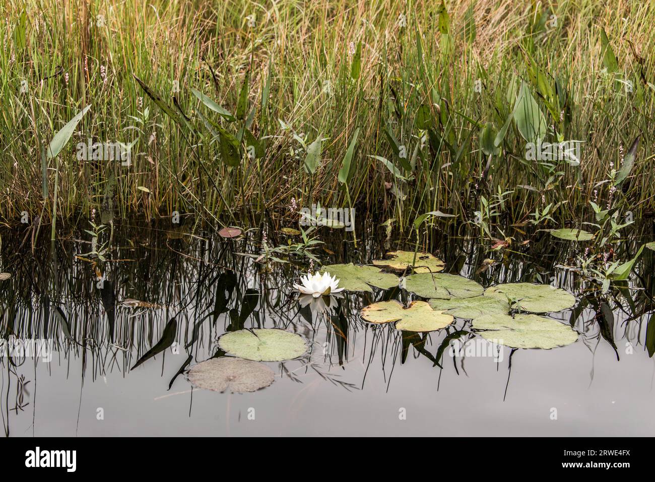 Single white water-lily floating in a small secluded section of the lake. Stock Photo