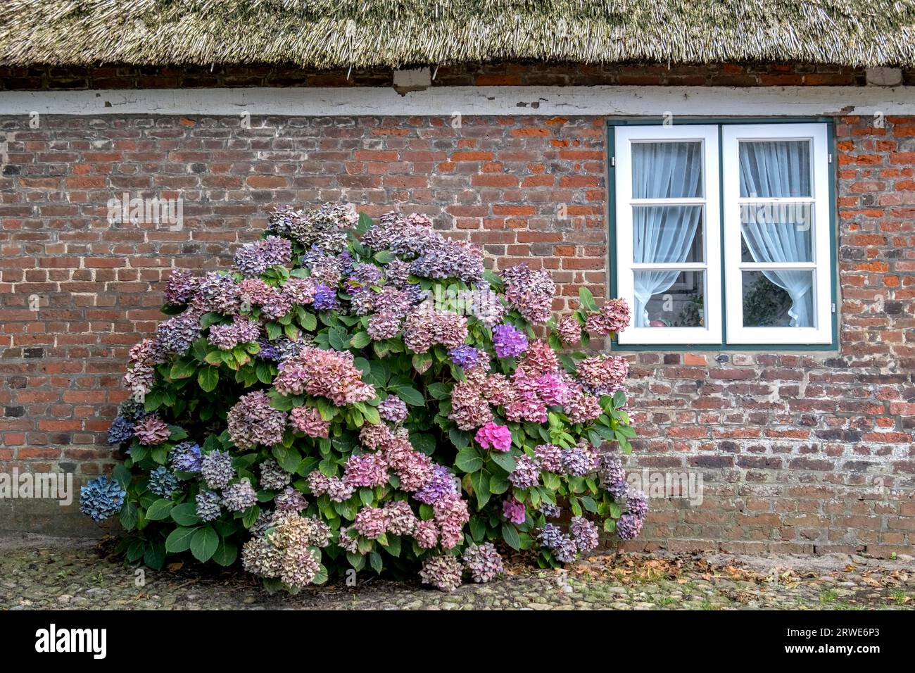 Thatched Frisian House, Hydrangea Bush, Foehr, North Frisian Island, North Frisia, Schleswig-Holstein, Germany Stock Photo