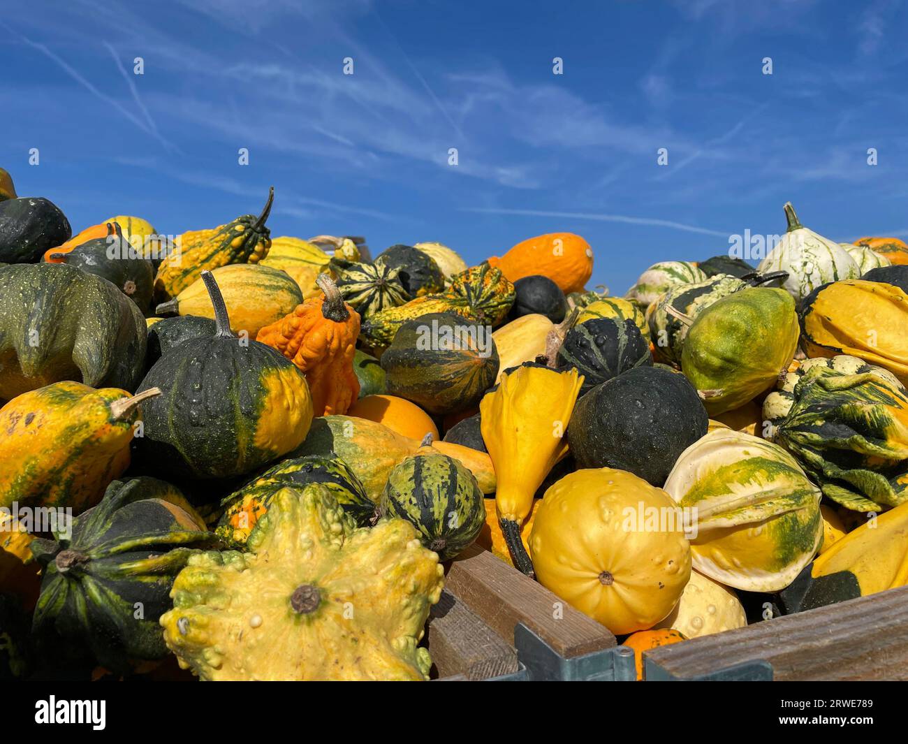 Many pumpkin varieties, ornamental pumpkin, edible pumpkin, agriculture