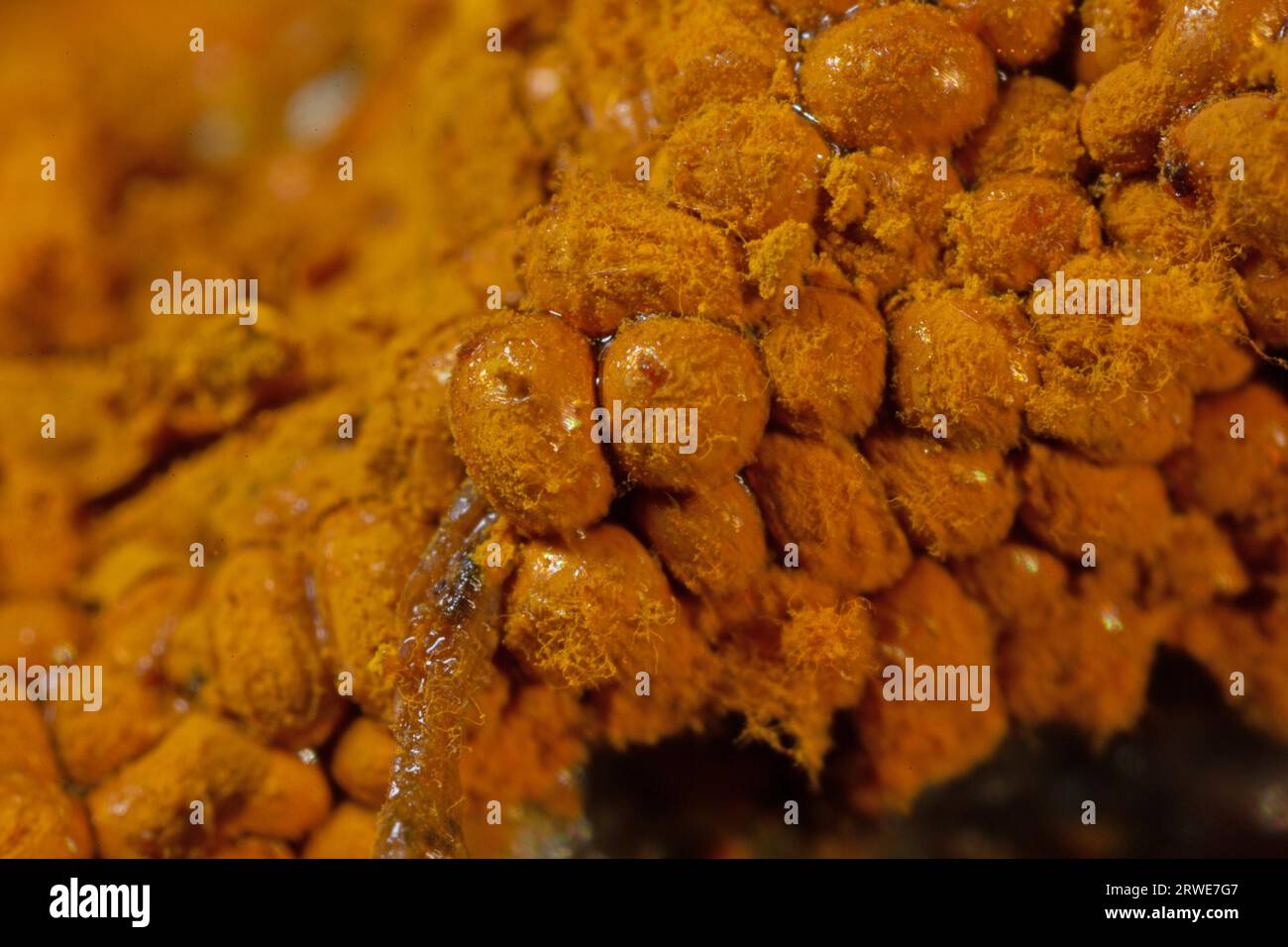 Yellow false hairy mushroom some fruiting bodies with fuzzy yellowish heads next to each other Stock Photo