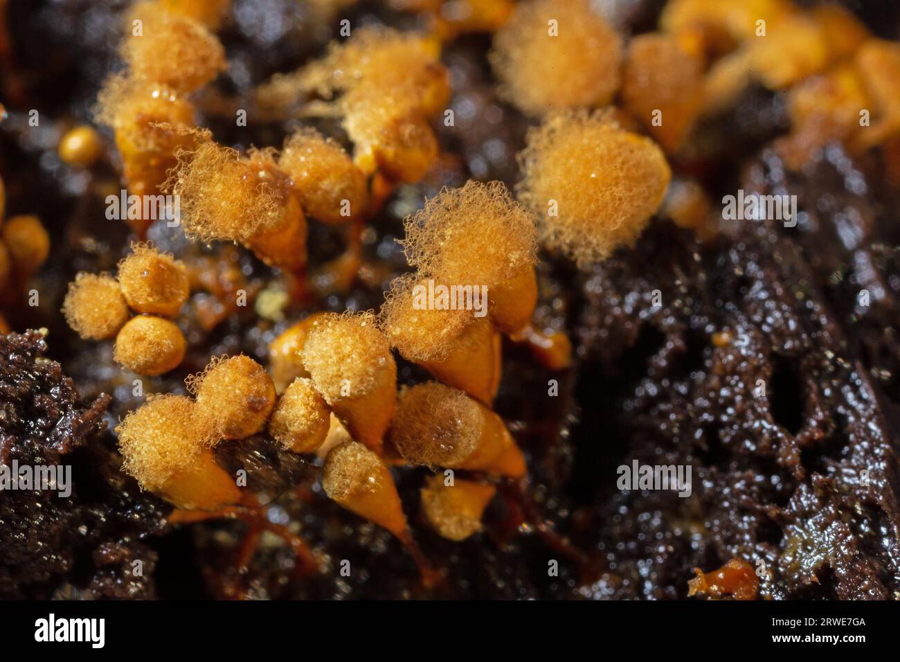 Yellow false hairy mushroom several fruiting bodies with fuzzy stalked yellowish heads next to each other on tree trunk Stock Photo
