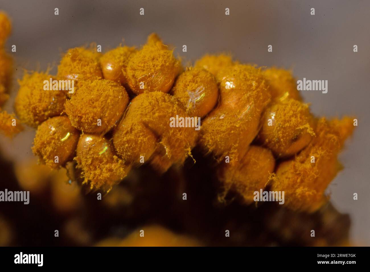 Yellow false hairy mushroom some fruiting bodies with fuzzy yellowish heads next to each other Stock Photo
