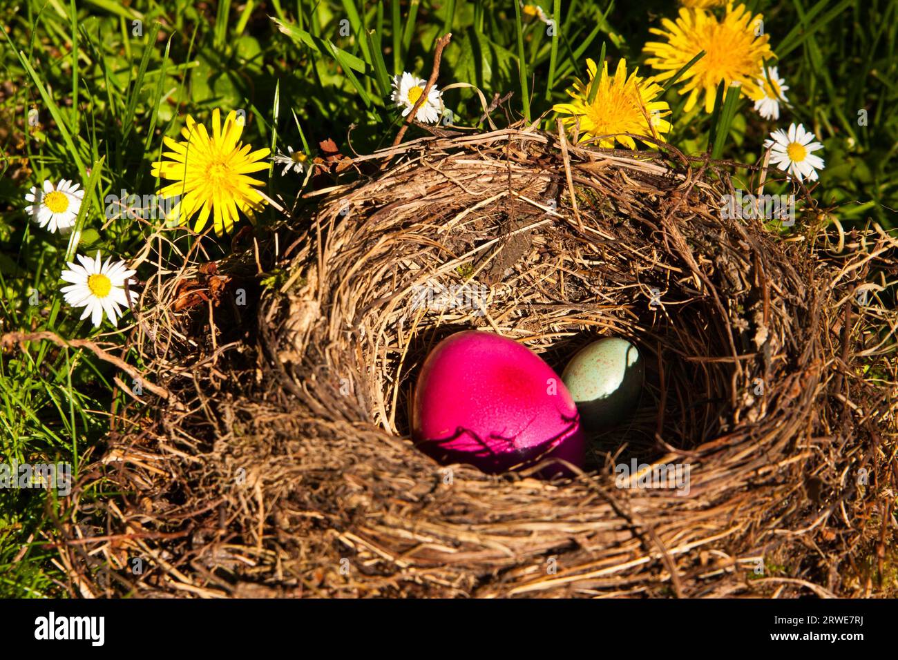 Osternest im Garten, easter eggs in a nest in a garden Stock Photo Alamy