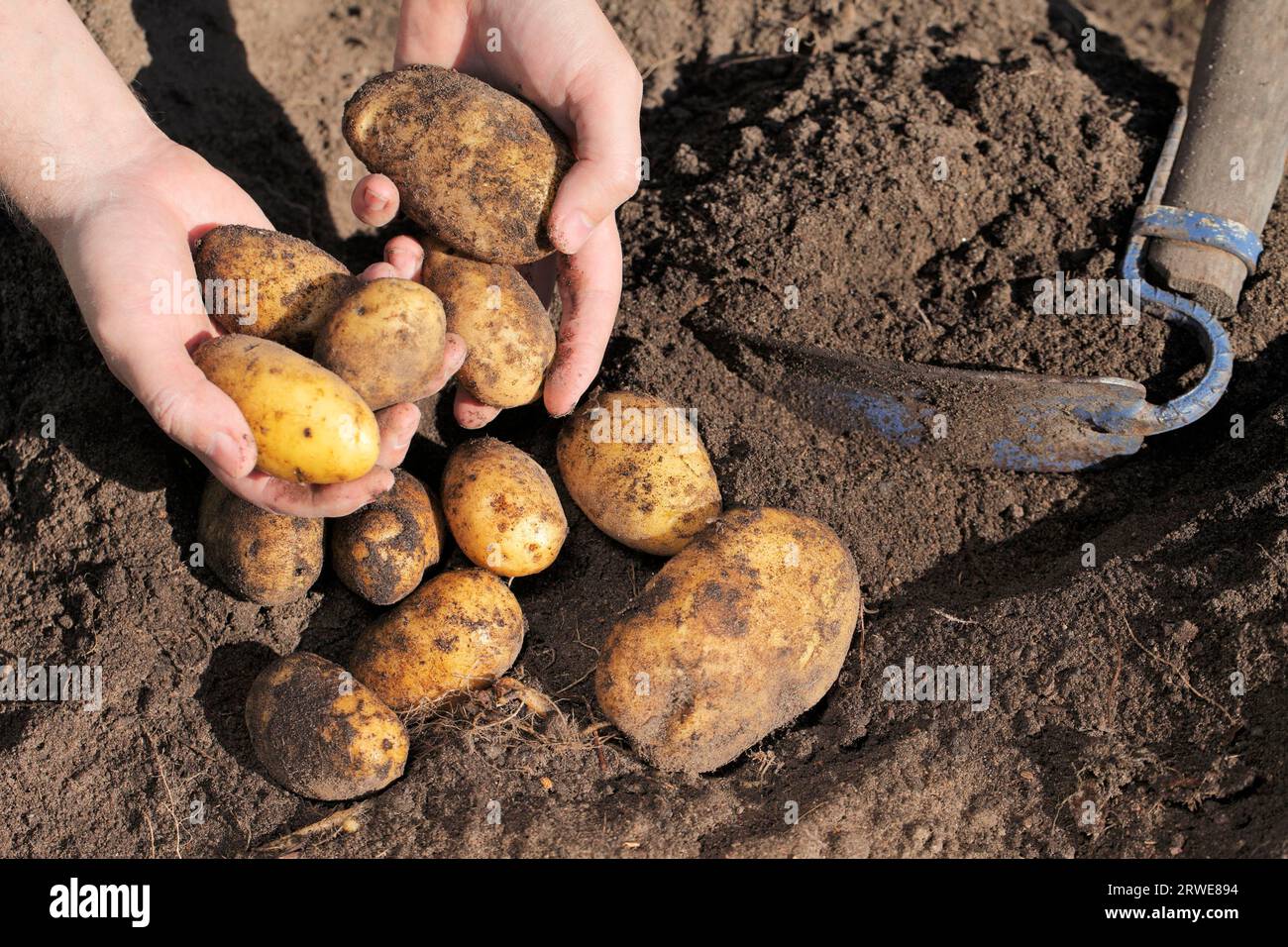 Farmer holding dirty potatoes in his hands Stock Photo