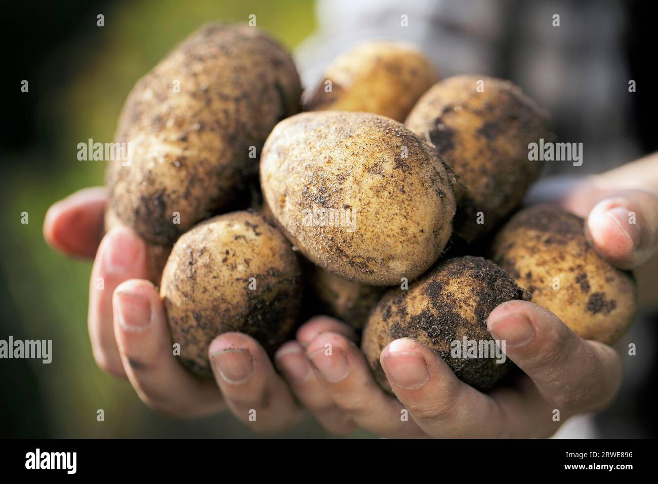 Farmer holding harvested dirty potatoes in his hands. Very short depth-of-field Stock Photo