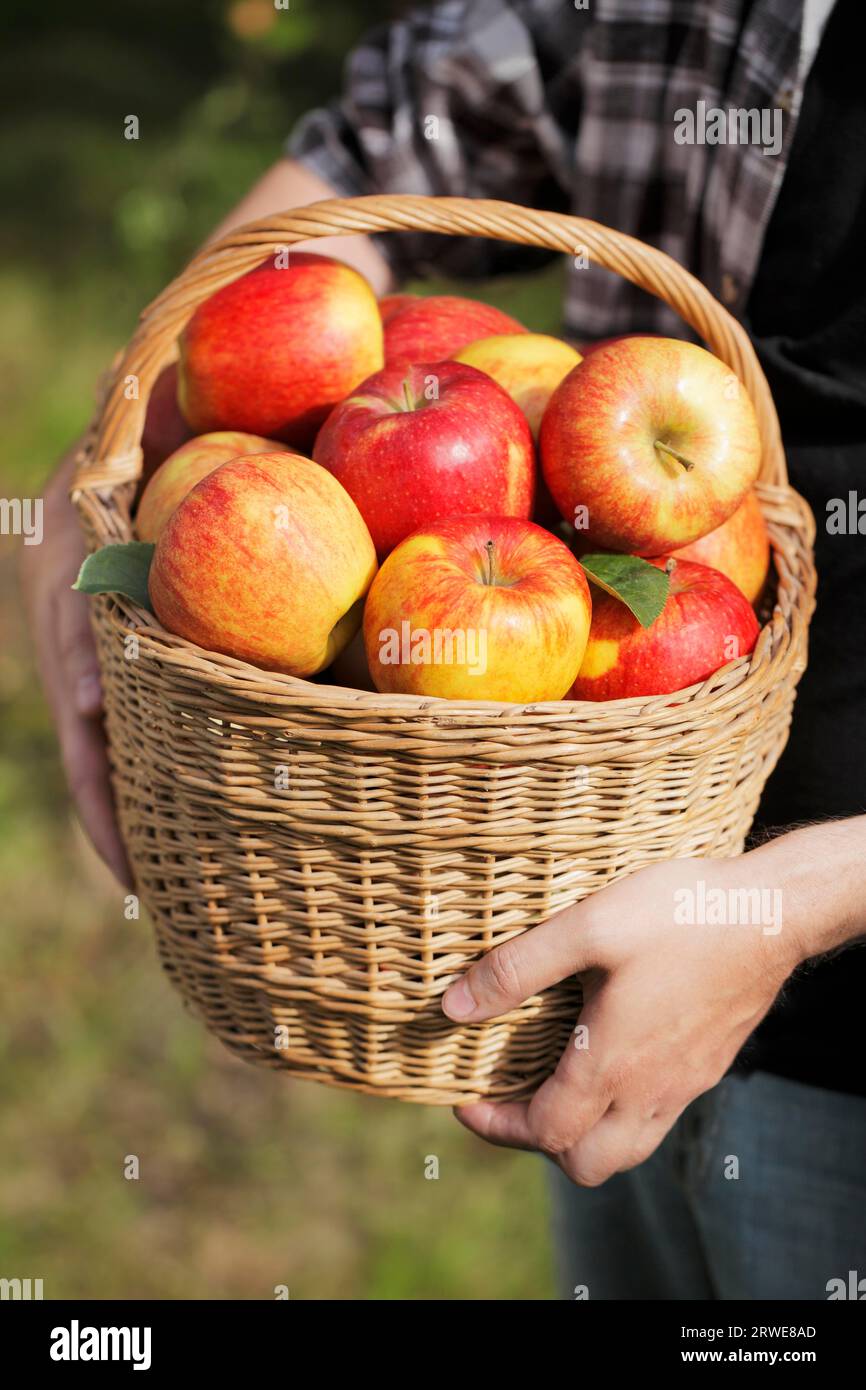 Farmer showing a basket full of apples Stock Photo