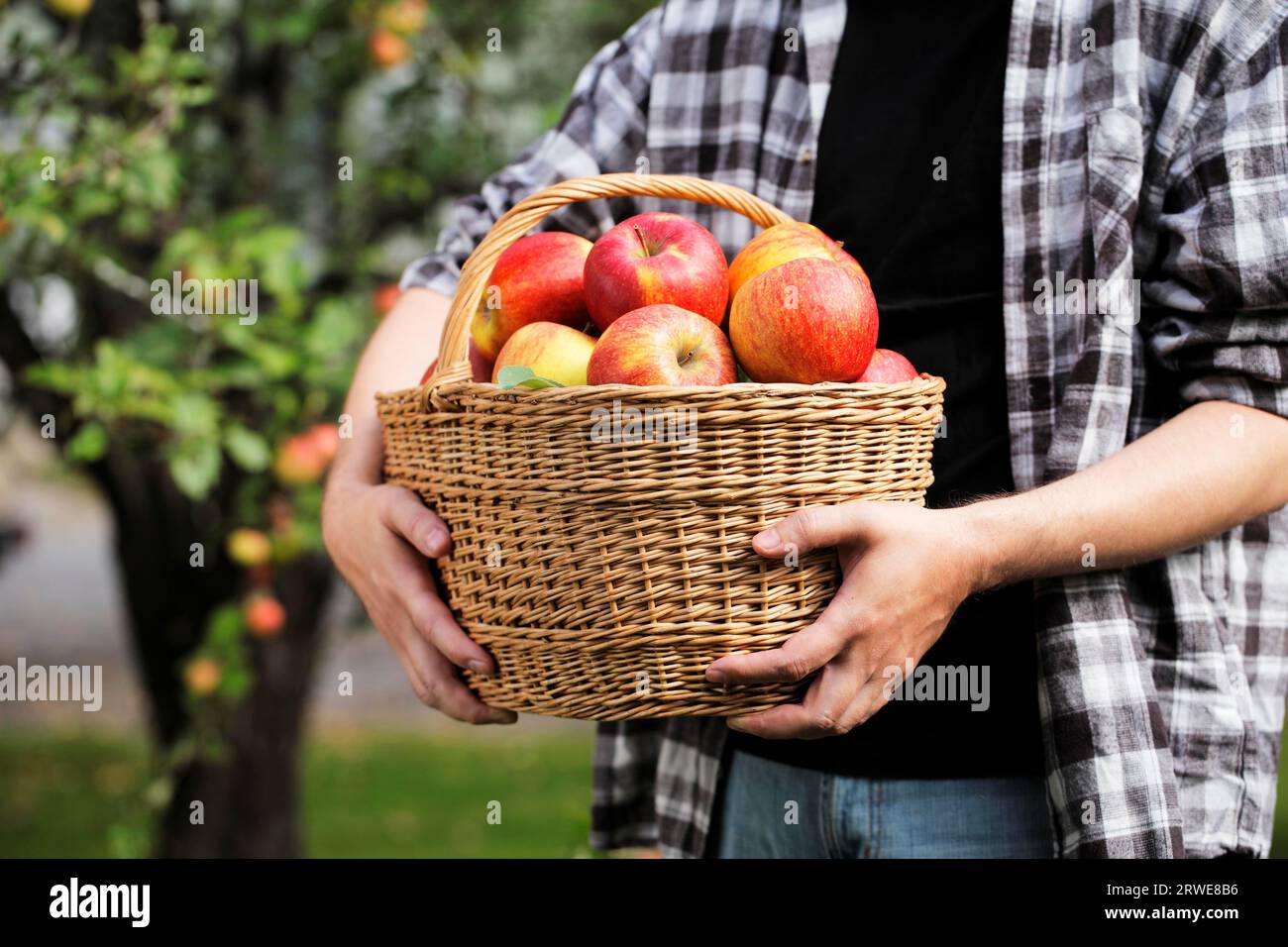 Farmer holding harvested apples in a wicker basket Stock Photo