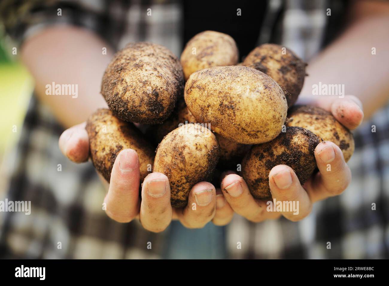 Farmer holding harvested potatoes in his hands Stock Photo