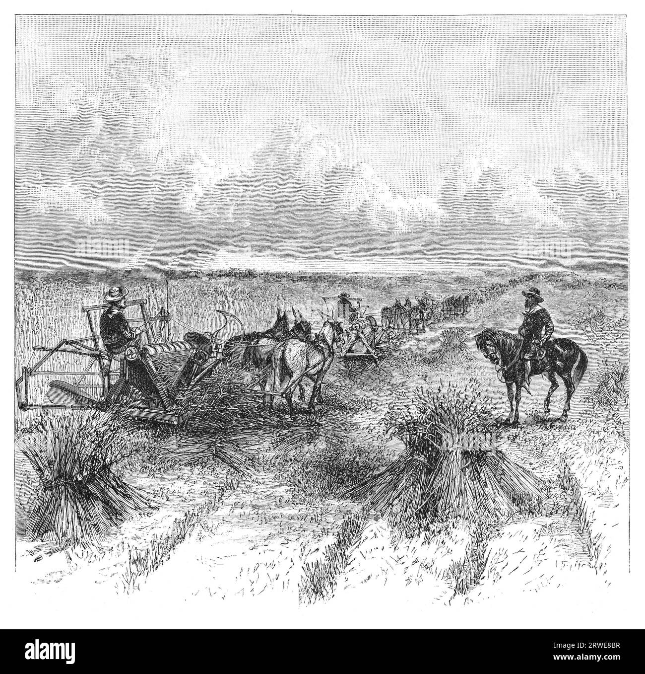 Agriculture in Dakota, USA: Reaping. Image source: Harpers Monthly magazine march 1880 Stock Photo