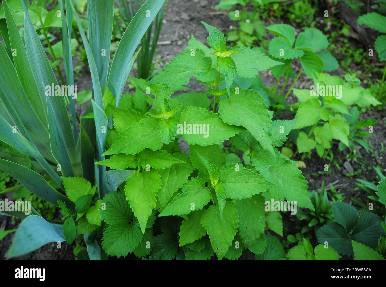Agastache rugosa, also known as wrinkled giant hyssop, Korean mint, purple giant hyssop, Indian mint and Chinese patchouli is an aromatic herb in the Stock Photo