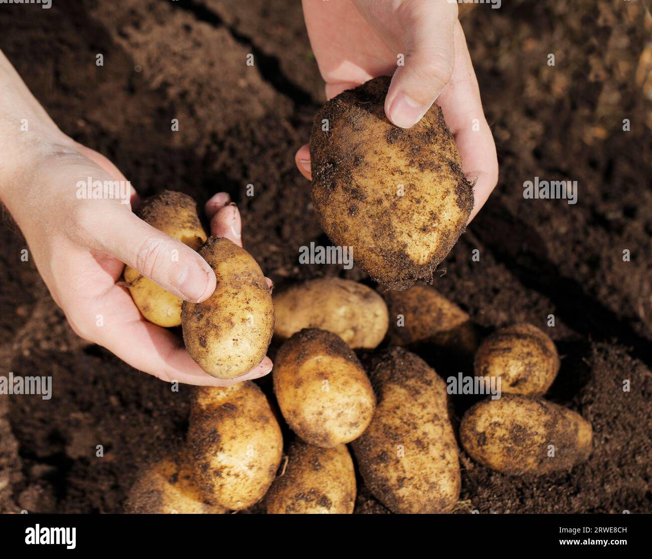 Farmer holding potatoes in his hands Stock Photo